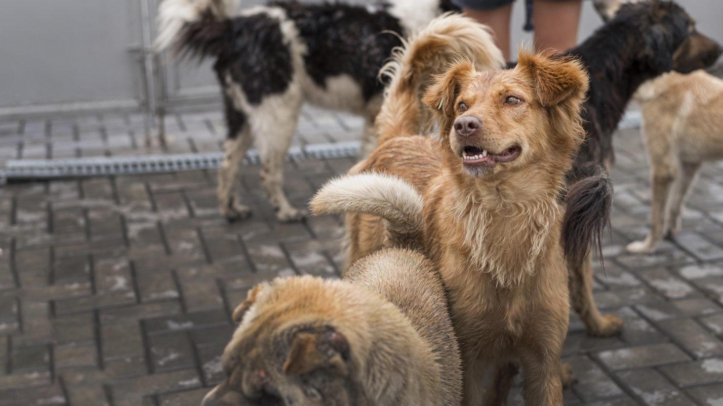 Сыпать корм, стучать по миске: как будут проверять на агрессивность астраханских собак