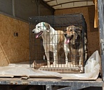 Астраханских собак разбирают всей страной: администрация облцентра и волонтеры взялись решать актуальную проблему