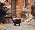 В Астраханской области планируют ввести наказание за кормление уличных собак