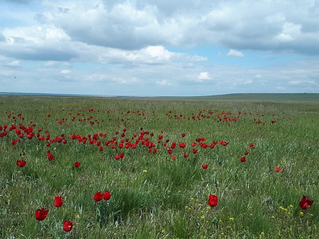 У астраханцев вырос интерес к Фестивалю тюльпанов в Калмыкии