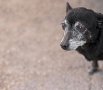 В Астрахани утвердили перечень собачьих болезней для немедленного усыпления