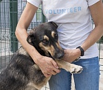 Депутат призвал ограничить для астраханцев возможность взять собаку из приюта