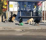 Дума Астраханской области приняла в двух чтениях закон, позволяющий умерщвлять собак