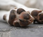 В Астраханской области бездомных собак разрешили усыплять почти сразу