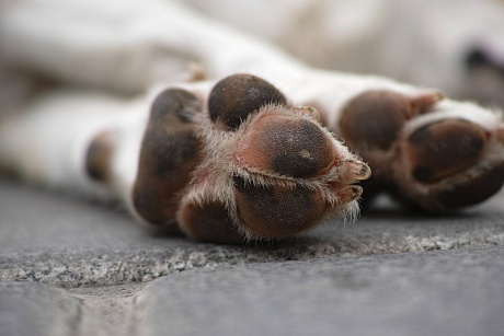 В Астраханской области бездомных собак разрешили усыплять почти сразу