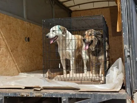 Астраханских собак разбирают всей страной: администрация облцентра и волонтеры взялись решать актуальную проблему