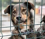 Из астраханской облдумы отозвали «рубящий» законопроект по обращению с  безнадзорными собаками