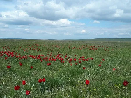 У астраханцев вырос интерес к Фестивалю тюльпанов в Калмыкии