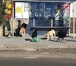 Дума Астраханской области приняла в двух чтениях закон, позволяющий умерщвлять собак
