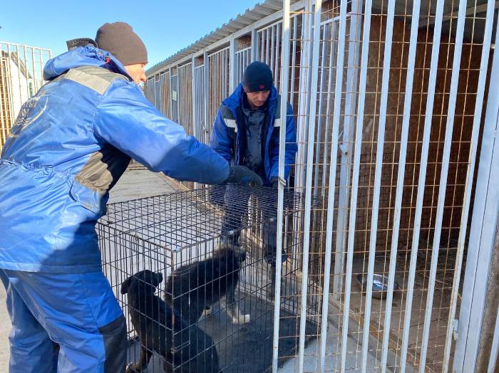 Количество отловленных безнадзорных животных в Астрахани продолжает расти