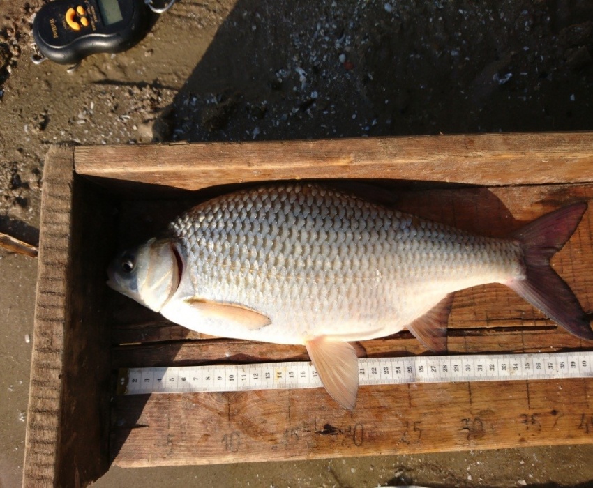 Это что-то! Астраханцы поймали аномально большую воблу