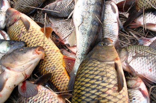  Полтонны рыбы без документов изъяла астраханская полиция 