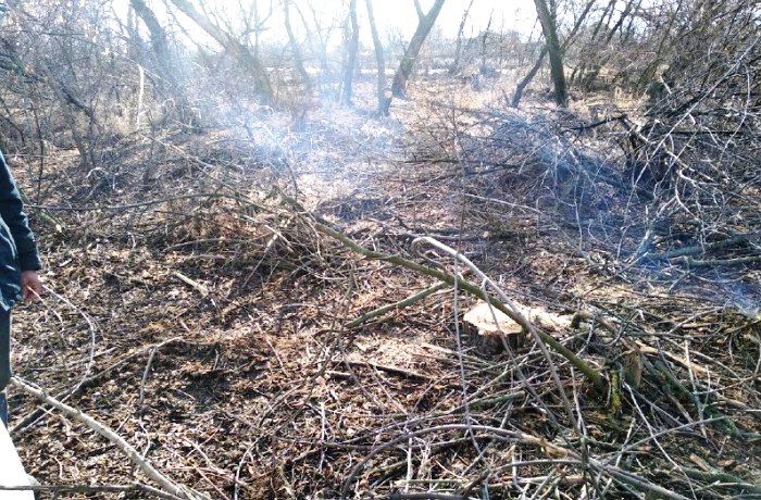 На севере Астраханской области мужчина незаконно срубил более полусотни ясеней и черного тополя
