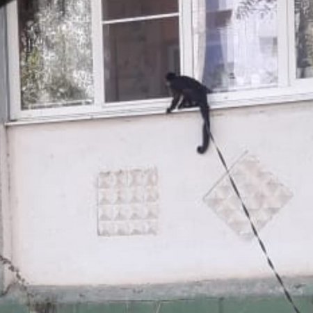 Фото дня: в Астрахани по подоконникам скачет мартышка