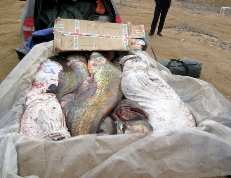 На астраханской трассе полиция изъяла у иногороднего водителя полтонны рыбы