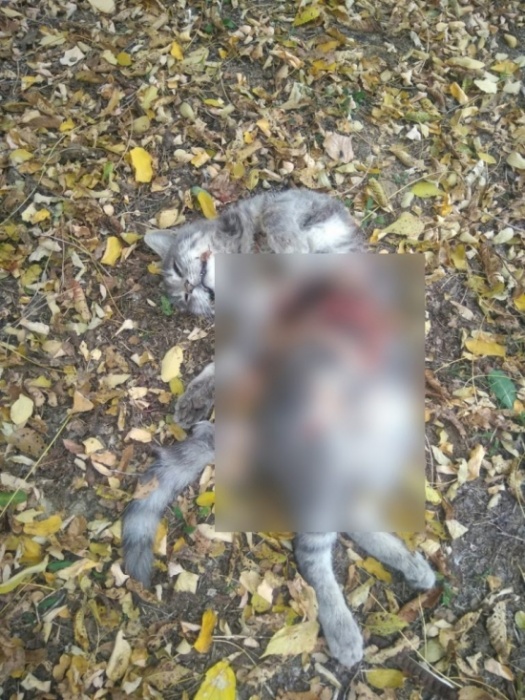 На севере Астраханской области неизвестный вспарывает кошкам животы