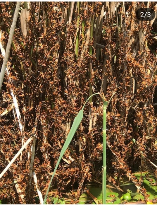 10 казней астраханских. В сети обсуждают видео атаки полчища саранчи