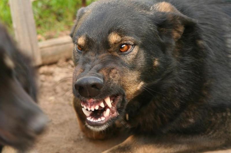 В Астрахани бездомная собака искусала лицо 12-летней девочке