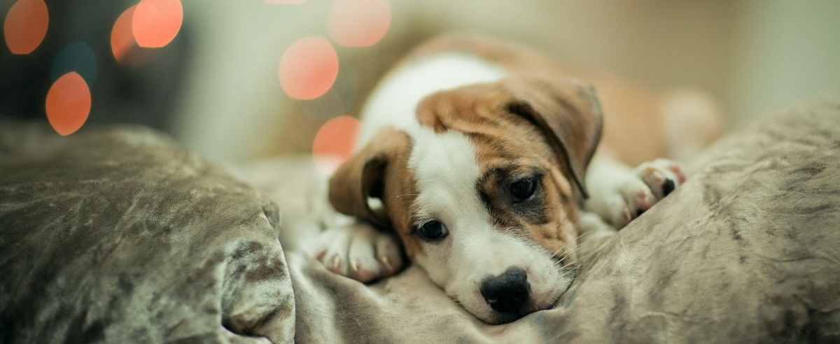 В Астрахани продолжается массовая травля бездомных животных