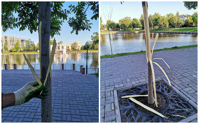 Задержаны вандалы, загубившие деревья на Лебедином озере в Астрахани