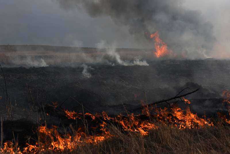 В Астрахани на большой площади горит камыш