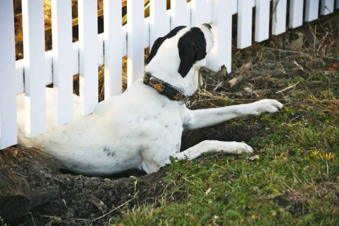 Собаки толкнули астраханца на преступление