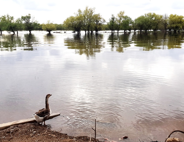 Астраханской области добавили воды… и продлили «рандеву» с мошкой