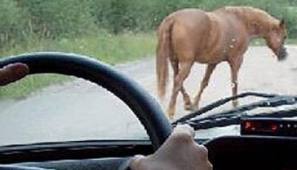 Под Астраханью лошадь стала причиной ДТП: никто из проезжавших водителей не оказал помощь пострадавшему мужчине