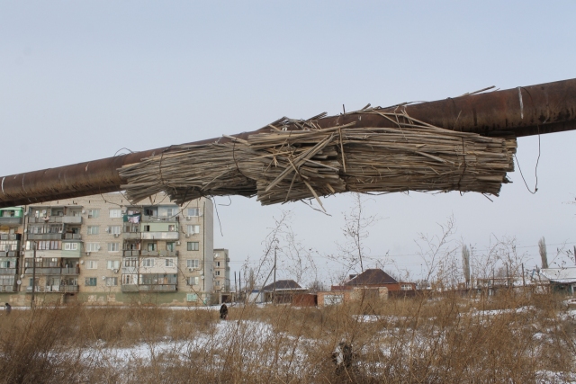 В Астраханской области не изолированные трубы утепляют камышом