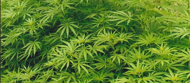 Астраханец разгуливал с полкило наркотиков наперевес