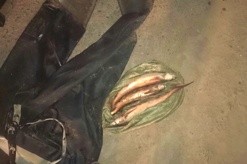 Под Астраханью полиция изъяла у водителя-браконьера стерлядь