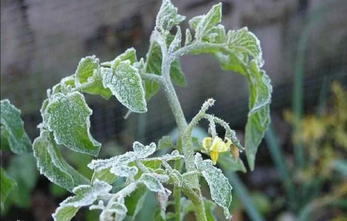 В Астрахань идут заморозки, могут погибнуть посадки