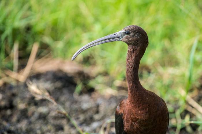 Записки астраханского натуралиста. Каравайка, представитель ибисовых