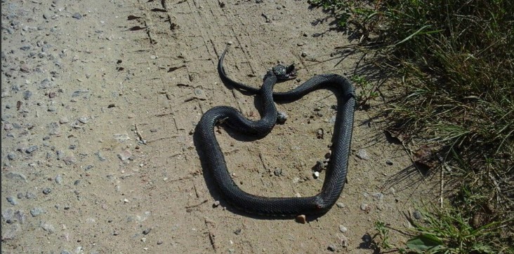 Астраханцы привозят с рыбалки неприятные сюрпризы