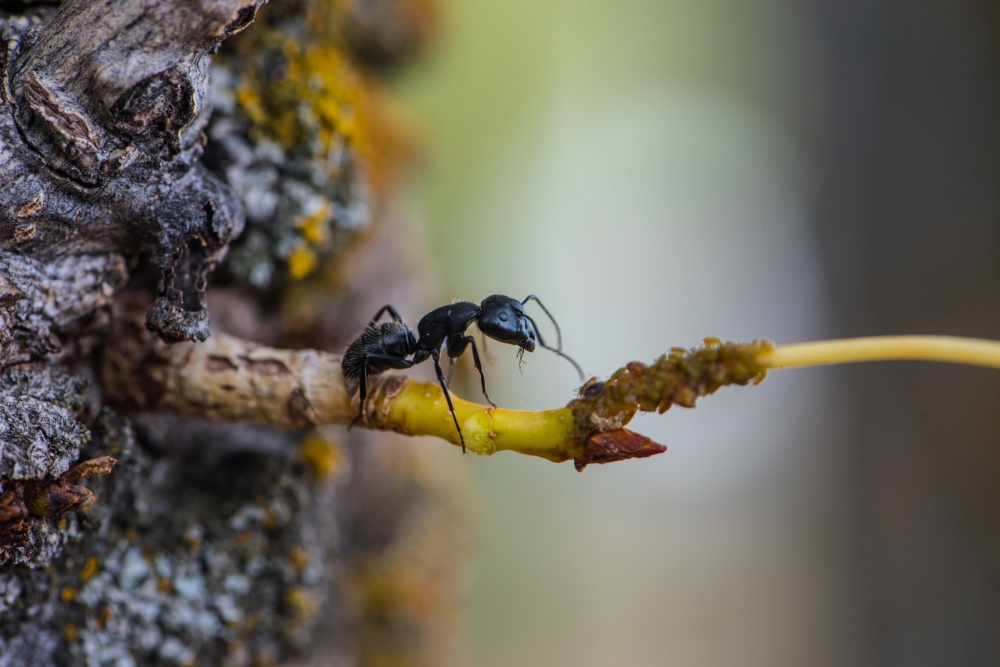 Записки астраханского натуралиста. Черные муравьи-древоточцы