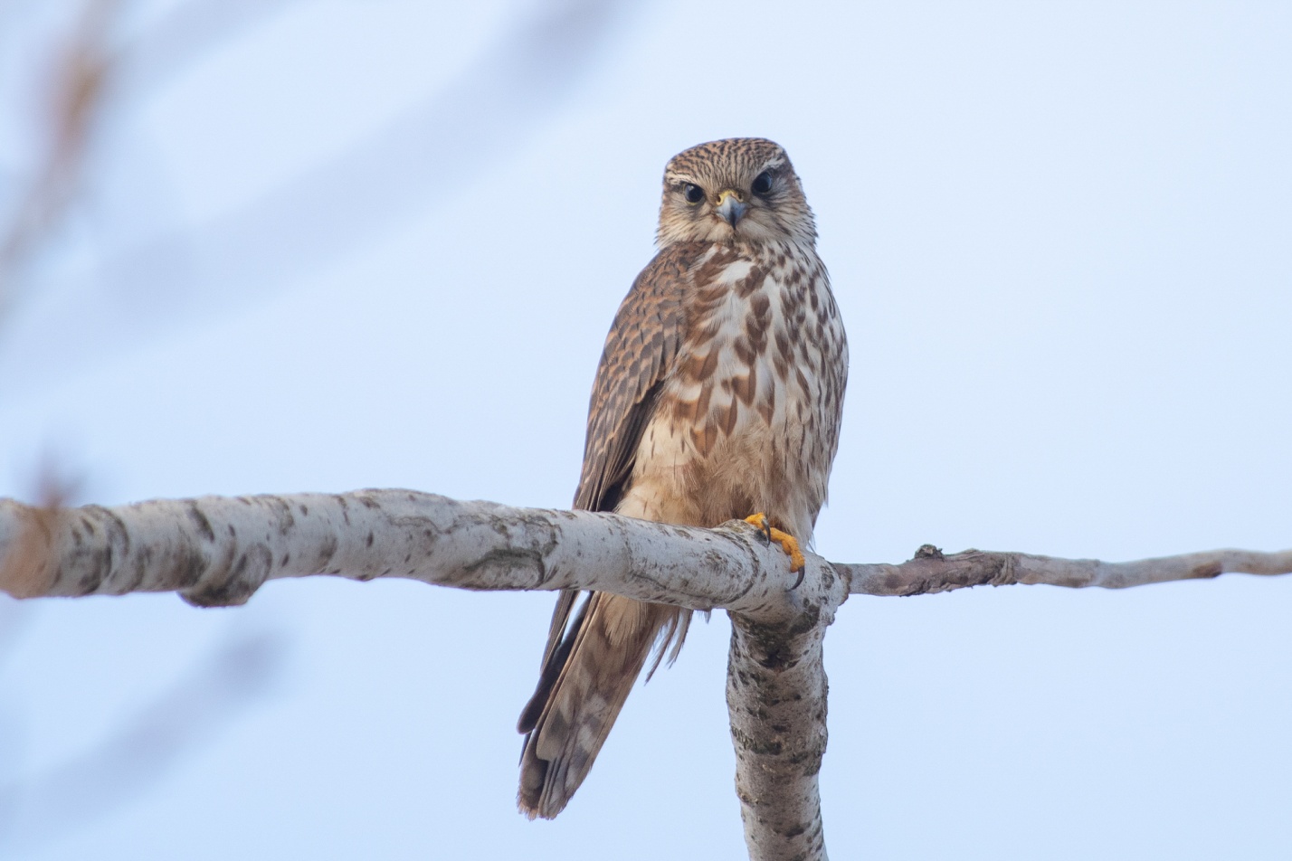 Записки астраханского натуралиста. Дербник, северный гость