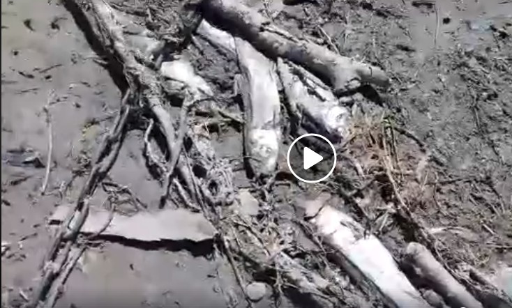 Специалисты разбираются с причиной массовой гибели рыбы в Астрахани