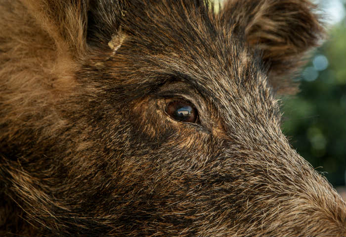 В Астраханском заповеднике обнаружена африканская чума свиней