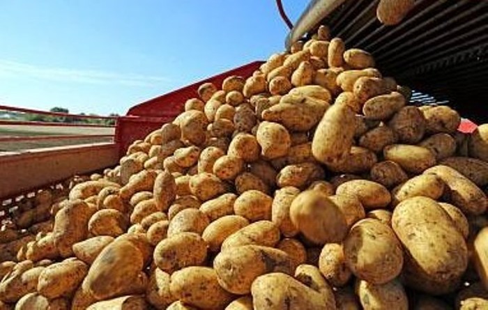 В сезоне-2023 Астраханская область вновь вошла в число лидеров России по производству грунтовых овощей