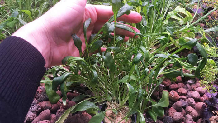 В Астрахани придумали мини-ферму для обеспечения семьи продуктами в условиях изоляции