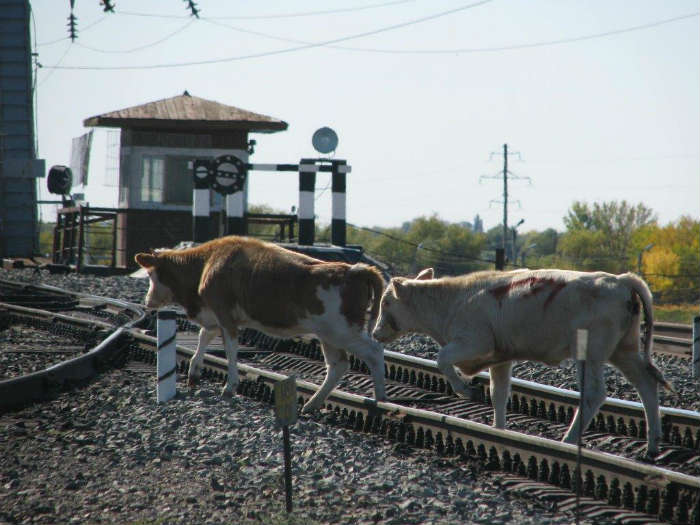 Строительство защитных ограждений вдоль железной дороги ведётся в Астраханском регионе ПривЖД