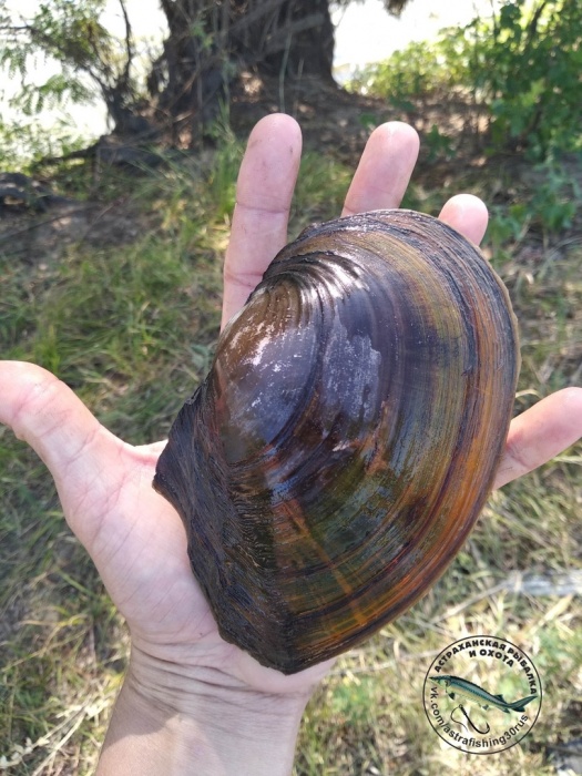 Ну и размер. В Астраханской области поймали гигантского моллюска