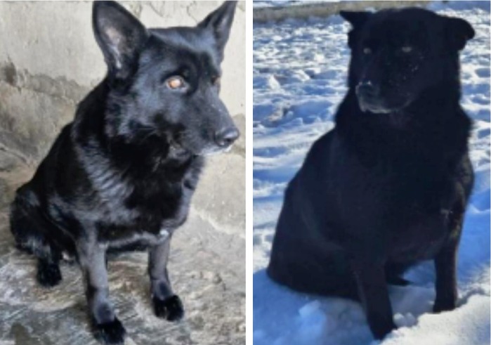 Астраханцы могут даром приобрести Бирму и Байру 