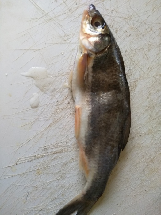 Астраханец не может понять, что за рыбу он поймал