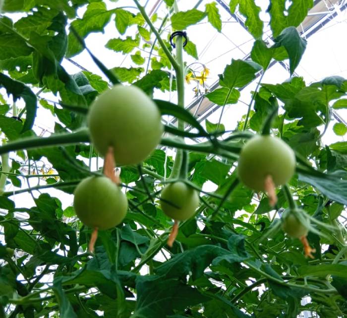 Новый астраханский тепличный комплекс даст первый урожай томатов уже в декабре