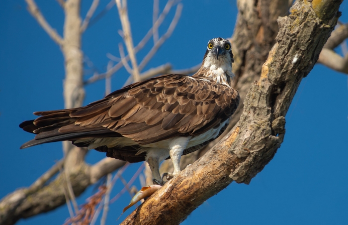 Записки астраханского натуралиста. Где гнездится скопа?