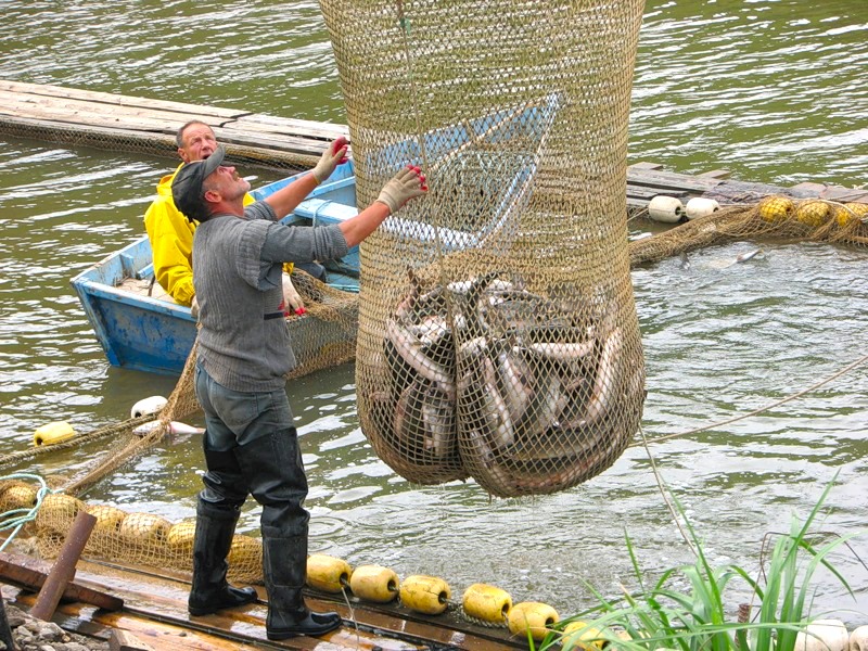 Лов рыбы разрешение. Рыбак с сетью. Вылов рыбы неводом. Сеть для ловли рыбы. Невод с рыбой.