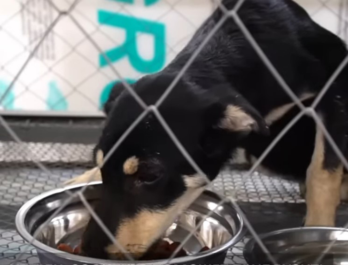 В Астрахани заработал Центр спасения бездомных собак