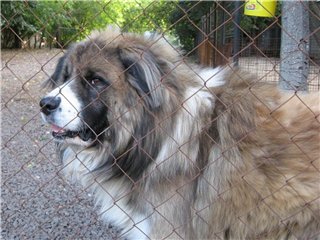 Астраханец, натравивший собаку на полицейского, получил 4,5 года тюрьмы