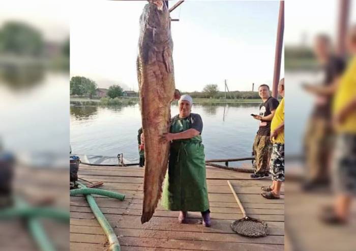 В два раза больше человеческого роста: под Астраханью поймали сома-гиганта 